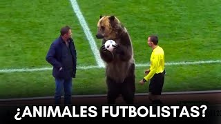 ANIMALES INVADIENDO CANCHAS DE FUTBOL EN EL MUNDO  Animals and football [upl. by Neelhtak]