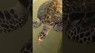 Hawksbill Turtle 🐢  World of Turtles shorts turtles turtlelife turtlerescue letstravelwithdni [upl. by Oesile]