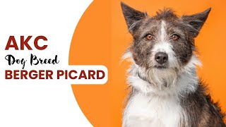 Berger Picard Dog Breed  A Complete Guide [upl. by Quennie812]