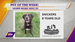 Pet of the Week  Snickers [upl. by Esyahc425]