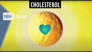 Cholesterol Good and Bad [upl. by Anayit]