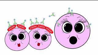 The Immune System  The Innate Nonspecific and the Adaptive Acquired Specific Immune Responses [upl. by Asik]