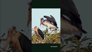 Wingspan of a juvenile lesser adjutant stork youtubeshorts wildlife shortsvideo birds storks [upl. by Melquist]