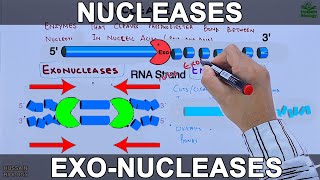 Nucleases  Exonucleases and Endonucleases [upl. by Darsie]