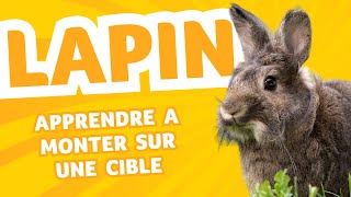 Apprendre à un lapin à monter sur une cible [upl. by Aeresed]