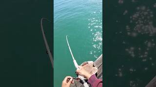 Fishing for Beginners Wharf Fishing for Baits 🎣🇳🇿 [upl. by Oir]