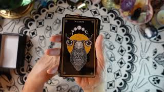 WILD MYSTIC ORACLE  Deck Review  Tap into the ancient wisdom of the animal kingdom [upl. by Eahsed121]