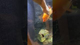 Trying to Pet Our Aggressive Red Devil  Midas Cichlid  Aquarium Fish [upl. by Haugen]