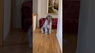 Wolfhound in the hallway… irishwolfhound [upl. by Ardnael]