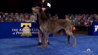 quotClairequot the Scottish deerhound wins Best in Show at 2020 National Dog Show [upl. by Ettenoj374]