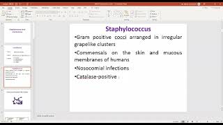 staphylococcus and micrococcus part 1 [upl. by Fifine]