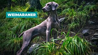 Weimaraner Facts All about the breed [upl. by Okeim]