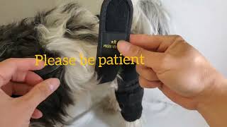 How to use Dog Knee Brace by Mushie Ventures [upl. by Angelia]