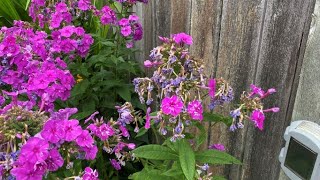 Summer Blue Flame Phlox After Bloom Deadhead  July 22 [upl. by Dallas]