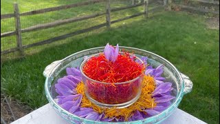 Growing saffron indoors in US by Indian farmer [upl. by Birdella627]