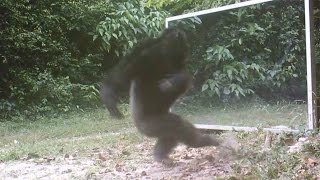 Chimps Attacks Mirror Reflections [upl. by Eecats]