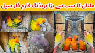 Biggest Breeding Farm in Multan Pakistan  Sun Conure  Sun Cheeck Conure Breeder Pair Available [upl. by Dalenna214]