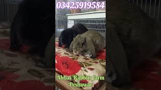 Holland lop rabbit baby pair so beautiful so friendly cute pair [upl. by Pammy]