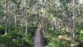 Boranup Forest drone flight [upl. by Aralc]