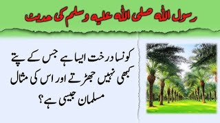 حدیث نبوی کون سا درخت ہے جس کے پتے نہیں جھڑتے؟؟؟؟؟Which is the tree whose leaves do not fall￼ [upl. by Ynna193]