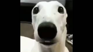 white dog with chattering teeth meme video [upl. by Peadar]