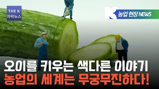 오이를 키우는 색다른 이야기  천안의 오이 재배 현장에 듣는 농업 이야기  새롭고 무궁무진한 농업의 세계  클라스만 데일만 [upl. by Sherard]