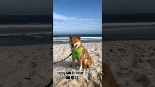 Happy Birthday sweet Rebel🩵 dogbreed shibalife cute shibainu puppy japanesedog love animals [upl. by Schultz]