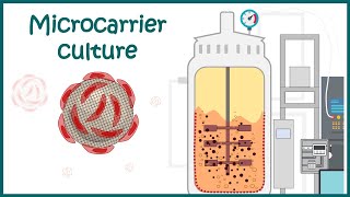 Microcarrier culture  Industrial importance  Application and advantages [upl. by Htaeh]