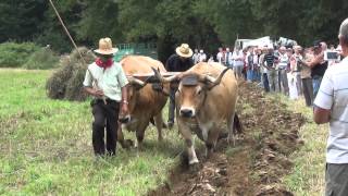 Les boeufs de la fête de Chamorin [upl. by Sibby]