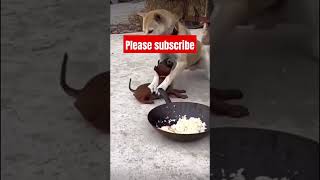 YouTube shortsdoglover funny viralvideos [upl. by Jeconiah874]