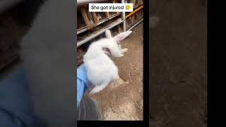 Rabbit carerabbitfarming Rabbit food security rabbitry animal bunny rabbitfarming [upl. by Enirhtak]