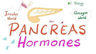 The Endocrine Pancreas Insulin Glucagon amp Somatostatin [upl. by Enimaj79]