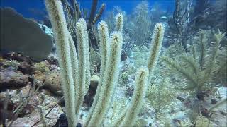 Diving Mahahual Mexico October 2023 [upl. by Nabla]