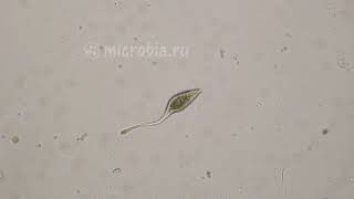 Dancing ciliate Танцующая инфузория под микроскопом [upl. by Aihsotal638]