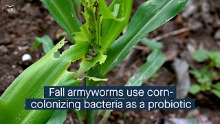 The fall armyworm uses a bacterium from its corn host as a growthpromoting probiotic [upl. by Lais]