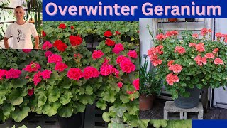 Overwintering GERANIUM How to Store your Geranium through the Winter [upl. by Susanne]