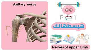 Axillary Nerve upperlimbهبسطهالك [upl. by Rustin]