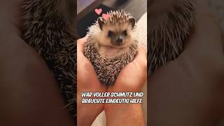 Dieser Igel wurde aus dem Maul eines Hundes gerettet 🦔 [upl. by Frieda]