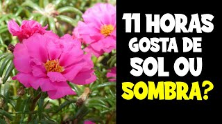 11 HORAS GOSTA DE SOL OU SOMBRA [upl. by Neddy]