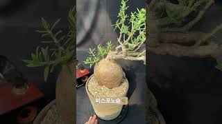 파키포디움 비스포노슘 Pachypodium bispinosium 아프리카식물 반려식물 구근식물 plants caudex [upl. by Sidoney644]