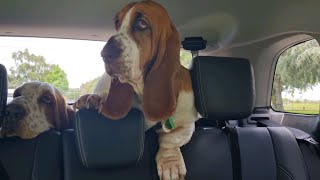 Basset hound is ecstatic about the park [upl. by Radburn]