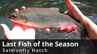 Last Fish of the Season Dry Fly Fishing Salmonfly Hatch Oregon 2024 [upl. by Niki]