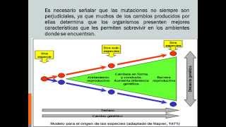 GENES HOMEOTICOS HOX [upl. by Oiramaj]