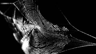 Spider web black screen Vj Sequence loop free download [upl. by Anih408]