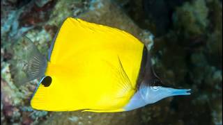 Facts The Yellow Longnose Butterflyfish [upl. by Essa]