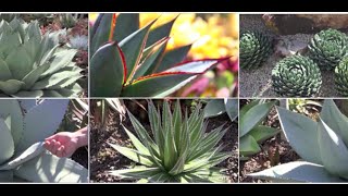 Six Great Agaves for Your Garden with Kelly Griffin [upl. by Tegdig604]