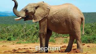 Zoo Animals for Kids in English  Learn Zoo Creature Names  NRMedia [upl. by Strawn]