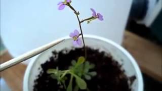 Stylidium debile  Trigger plant [upl. by Kerry635]