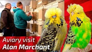 EXHIBITION BUDGERIGAR BREEDER Alan Marchant United Kingdom Budgie Planet MUHABBET perruche peri [upl. by Atila]