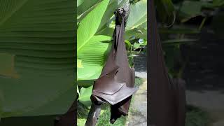 Large flying fox in Bali shorts flyingfox fruitbat [upl. by Ydniahs]